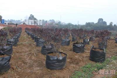 皓康耐老化高強藍莓花卉果蔬種植袋 創新工藝，助力綠色種植