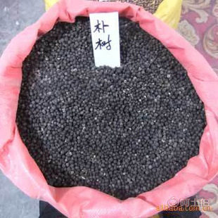 廠家直銷優質林木種子 紅豆杉、國槐、紅楓、重陽木等，保質保量