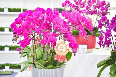 花漾生活，融合自然與日常——第三屆廣州國際(流溪)花卉博覽會側記